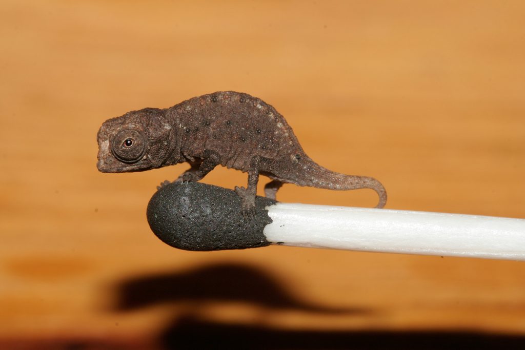 Brookesia micra