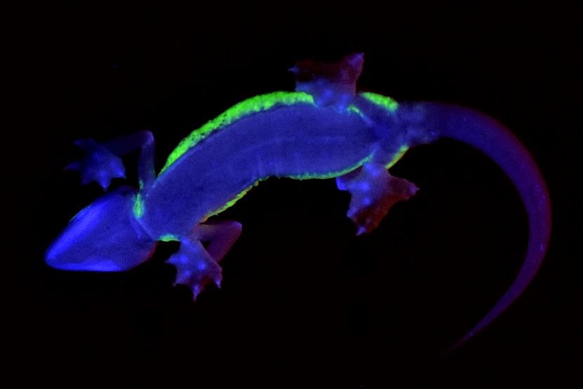 Leuchtender Gecko