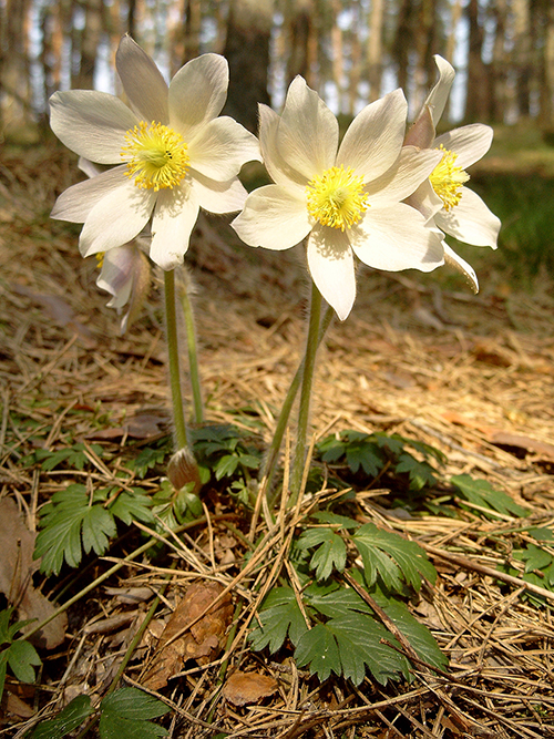 Frühlings-Kuhschelle (Pulsatilla vernalis)