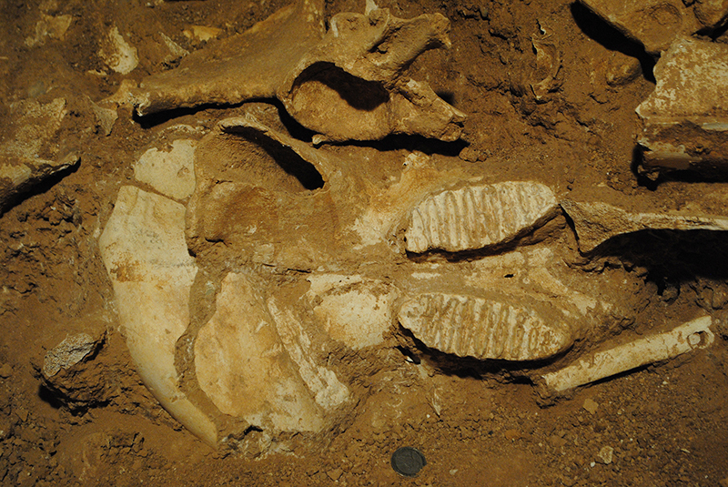 Schädelfund des ausgestorbenen Zwergelefanten Palaeoloxodon tiliensis