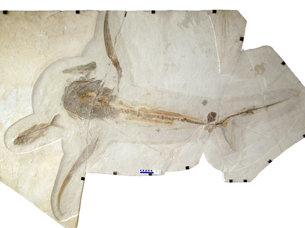 fossiler Hai Aquilolamna milarcae