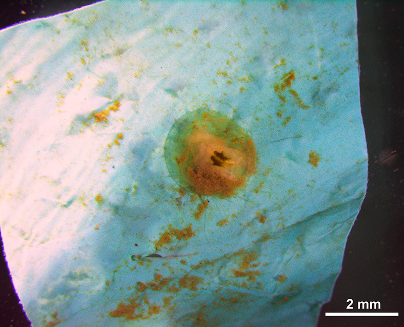 Tiefwasserarmfüßer Pelagodiscus atlanticus auf einem Stück Plastikfolie