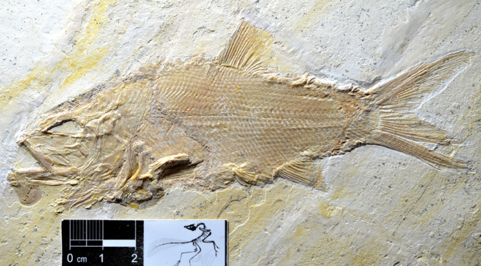 fossiler Fisch