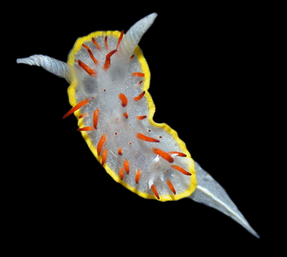 Meeres-Nacktschnecke Diaphorodoris papillata