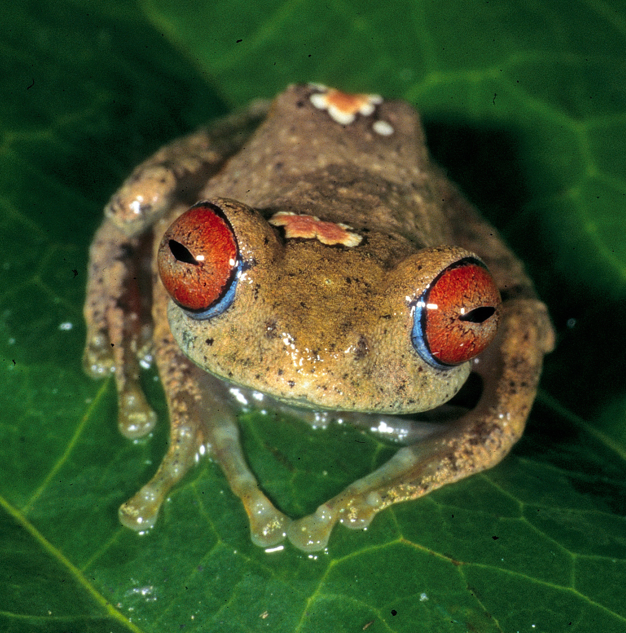Zusätzliches Bildmaterial zur Pressemitteilung – Amphibien aus Madagaskar
