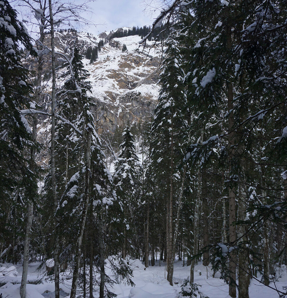 Wald im Allgäu