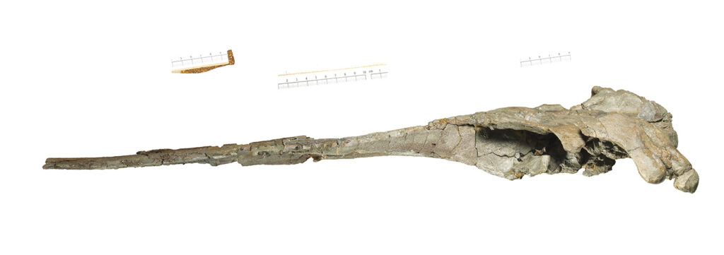 Delfinfossil