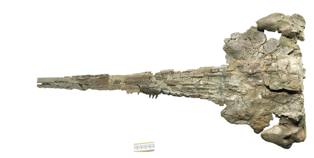 Delfinfossil