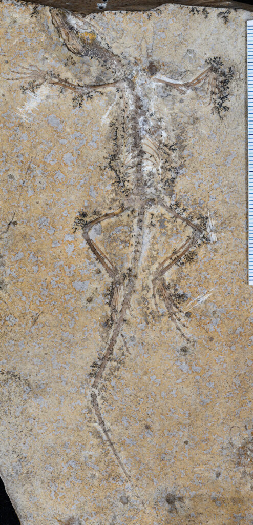 Fossile Echse