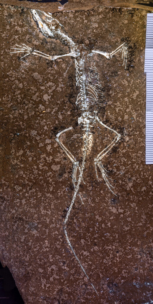 Fossile Echse
