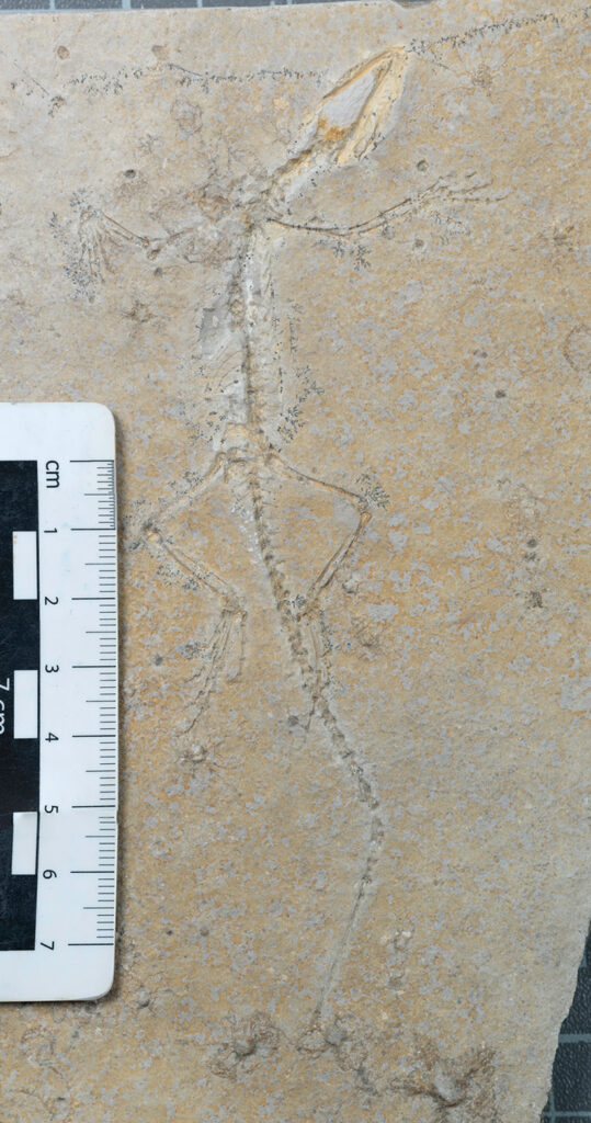 Fossile Echse