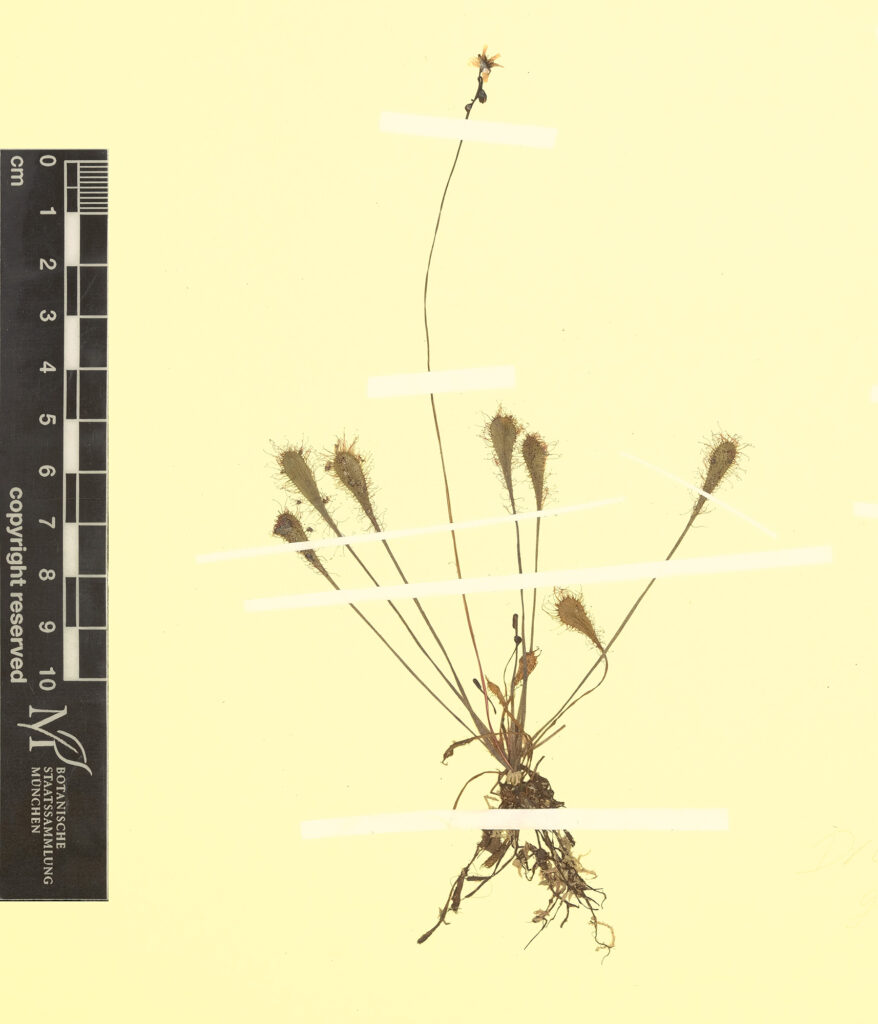 Herbarbogen mit Pflanze