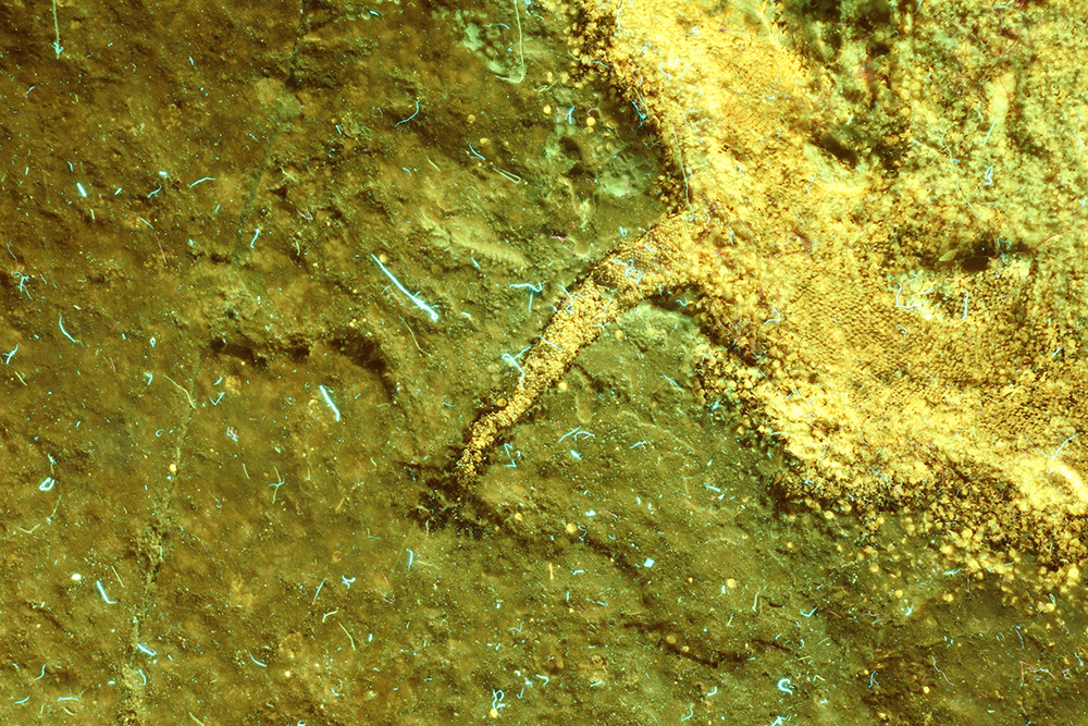 Haifossil