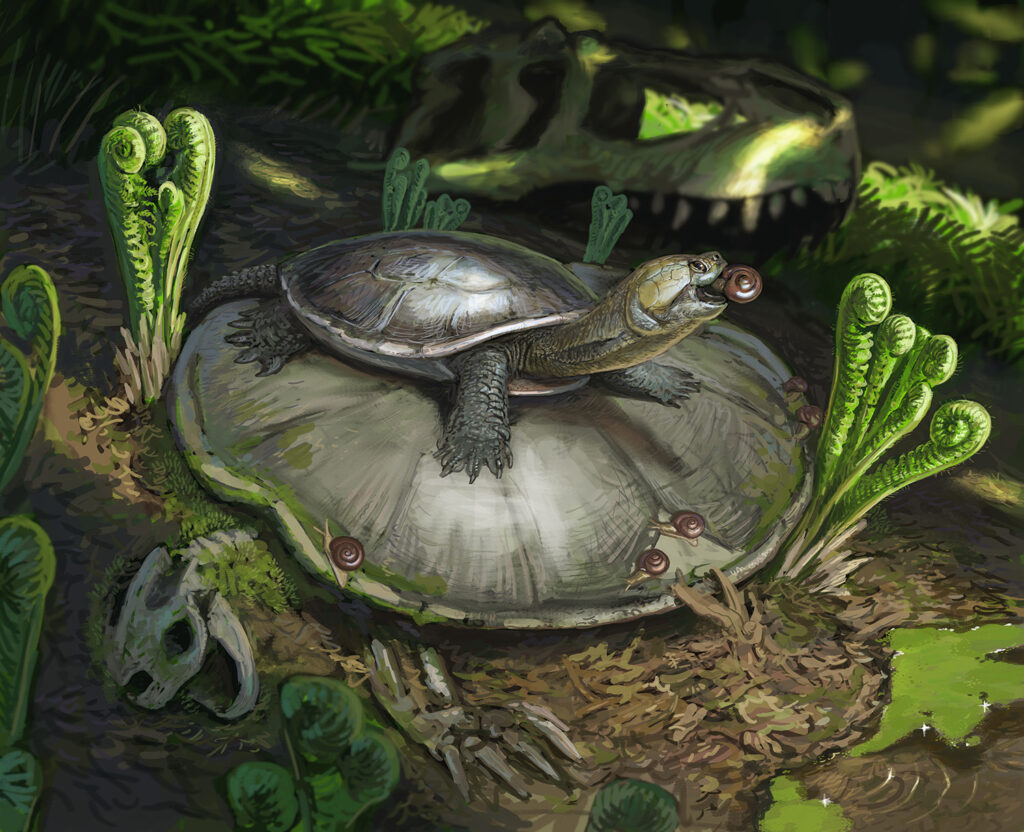 Rekonstruktion Schildkröte
