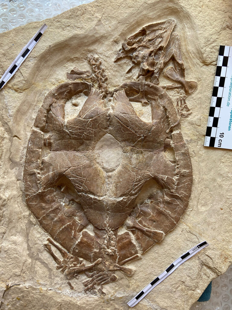Fossile Schildkröte