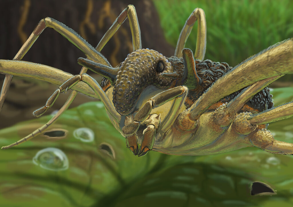 Weberknecht Rekonstruktion