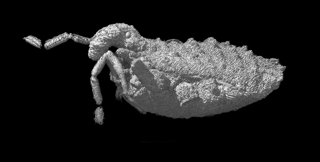 Weberknecht 3D Ansicht