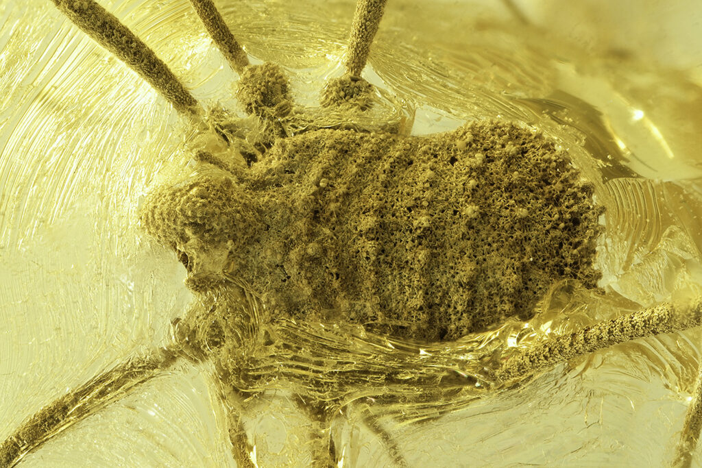 Weberknecht in Bernstein