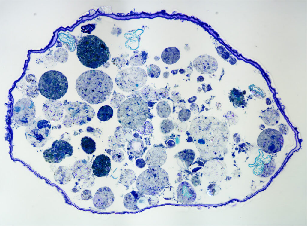 Querschnitt Gromia