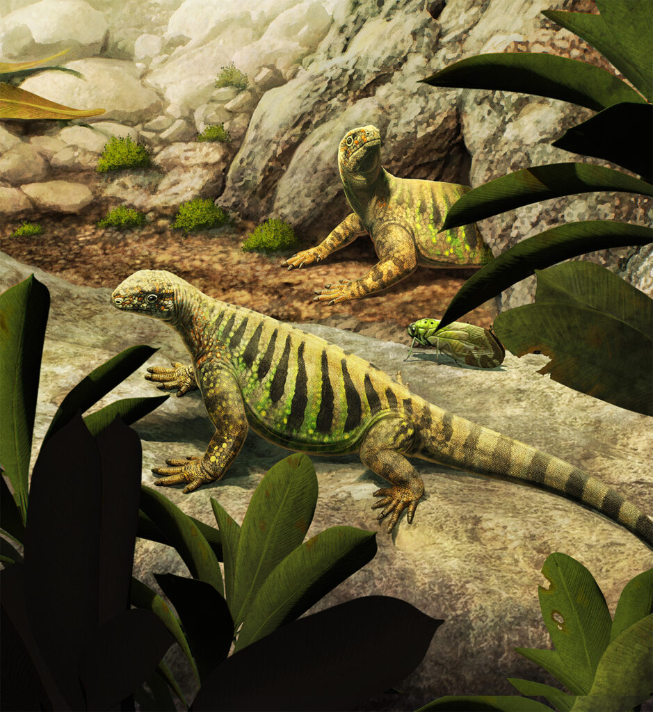 Rekonstruktion Eunotosaurus