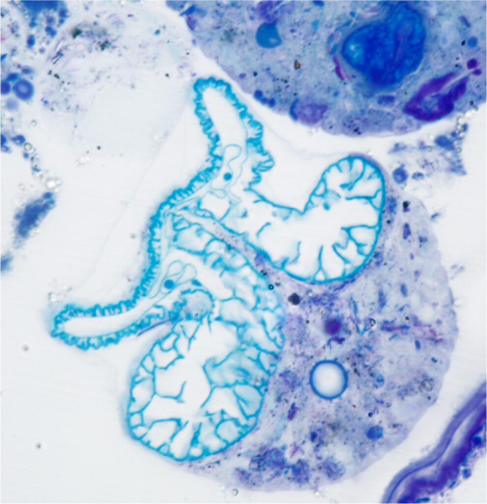 Querschnitt Gromia