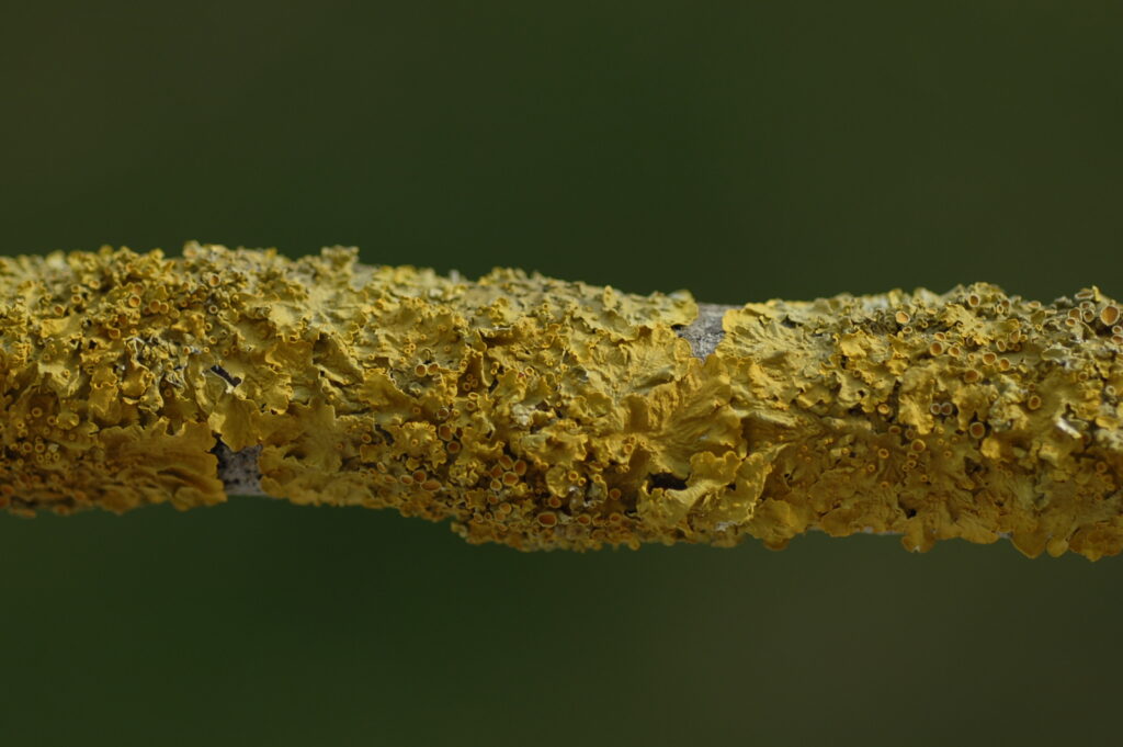 Wand-Gelbflechte
