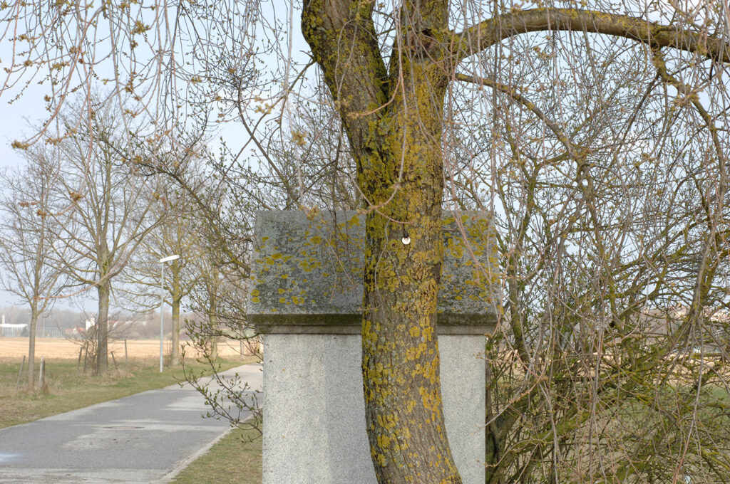 Baum Mit Flechte