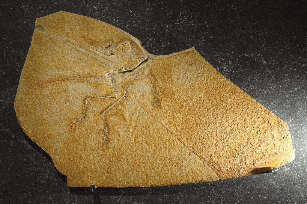 Archaeopteryx Fossil